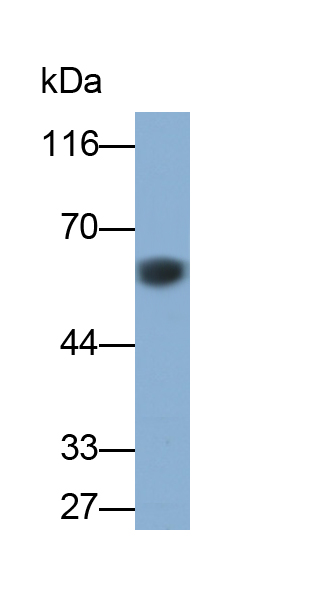 Polyclonal Antibody to Cytochrome P450 26A1 (CYP26A1)