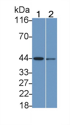 Polyclonal Antibody to Mitogen Activated Protein Kinase Kinase 2 (MAP2K2)