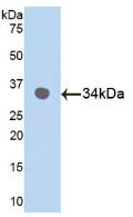 Polyclonal Antibody to Mitogen Activated Protein Kinase 9 (MAPK9)