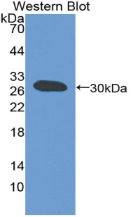 PAD641Mu01.jpg