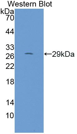 Polyclonal Antibody to Apolipoprotein A1 Binding Protein (APOA1BP)