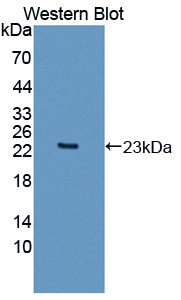 Polyclonal Antibody to Apolipoprotein O (APOO)