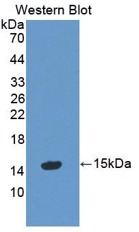 Polyclonal Antibody to Preprooxytocin (OT)