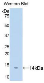 Polyclonal Antibody to D-Dopachrome Tautomerase (DDT)