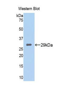 Polyclonal Antibody to Tryptase Beta 2 (TPSb2)