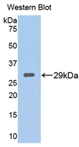 Biotin-Linked Polyclonal Antibody to Tryptase Beta 2 (TPSb2)