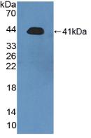 Polyclonal Antibody to Acidic Salivary Proline Rich Phosphoprotein 2 (PRH2)