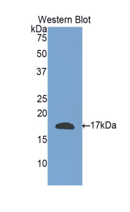 Polyclonal Antibody to Relaxin 3 (RLN3)