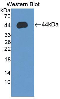 Polyclonal Antibody to Syncollin (SYCN)