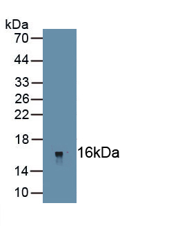 Polyclonal Antibody to Nerve Growth Factor IB (NGFIB)