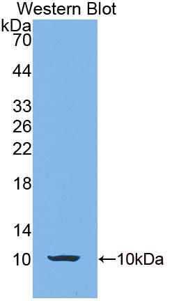 Polyclonal Antibody to Calcyon Neuron Specific Vesicular Protein (CALY)