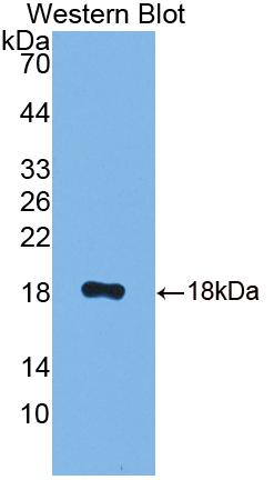 Polyclonal Antibody to Calcyon Neuron Specific Vesicular Protein (CALY)