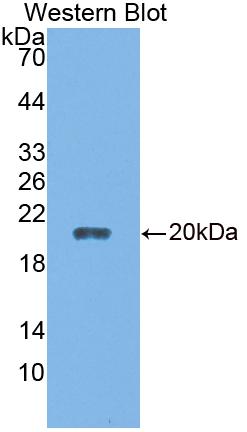 Polyclonal Antibody to Calcyon Neuron Specific Vesicular Protein (CALY)