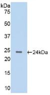 Polyclonal Antibody to Cathepsin G (CTSG)