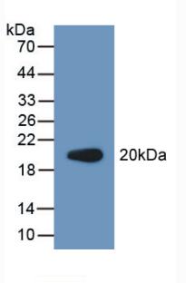 Polyclonal Antibody to Procollagen C Proteinase Enhancer 2 (PCPE2)