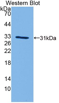 Polyclonal Antibody to Cyclic AMP Response Element Binding Protein 5 (CREB5)