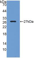 Polyclonal Antibody to CREB Binding Protein (CREBBP)