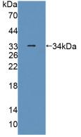 Polyclonal Antibody to Perilipin 4 (PLIN4)