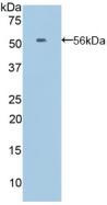 Polyclonal Antibody to Ephrin A4 (EFNA4)