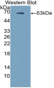 Polyclonal Antibody to Ephrin B2 (EFNB2)