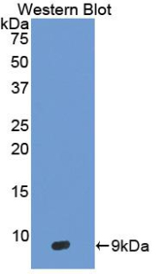 Polyclonal Antibody to Defensin Beta 103A (DEFb103A)