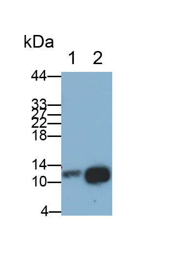 Polyclonal Antibody to Colipase, Pancreatic (CLPS)