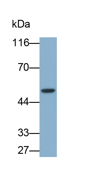 Polyclonal Antibody to Tryptophan-2,3-dioxygenase (TDO)