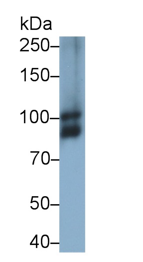 Polyclonal Antibody to Optic Atrophy 1, Autosomal Dominant (OPA1)