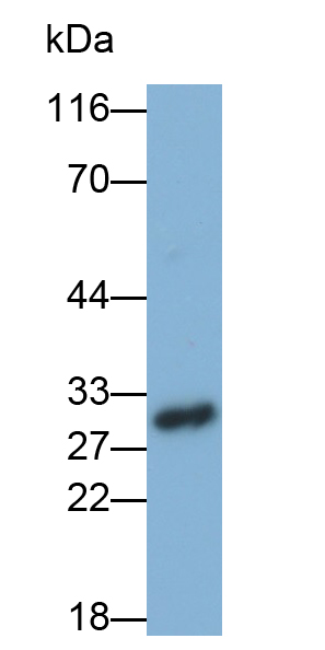 Polyclonal Antibody to Ras Homolog Gene Family, Member A (RHOA)
