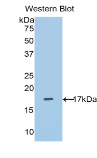 Polyclonal Antibody to Solute Carrier Family 3, Member 2 (SLC3A2)