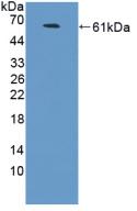 Polyclonal Antibody to Neural Cell Adhesion Molecule 2 (NCAM2)