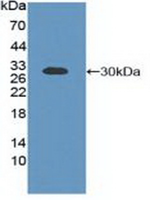 Polyclonal Antibody to B-Cell CLL/Lymphoma 2 Like Protein (Bcl2L)