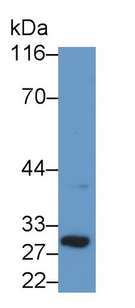 Polyclonal Antibody to B-Cell CLL/Lymphoma 2 Like Protein (Bcl2L)