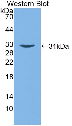 Polyclonal Antibody to Guanylate Binding Protein 2, Interferon Inducible (GBP2)