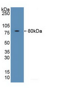 Polyclonal Antibody to FK506 Binding Protein 5 (FKBP5)