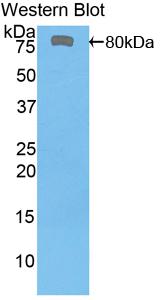 FITC-Linked Polyclonal Antibody to FK506 Binding Protein 5 (FKBP5)