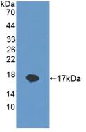 Polyclonal Antibody to Regenerating Islet Derived Protein 1 Beta (REG1b)