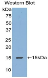 Biotin-Linked Polyclonal Antibody to Regenerating Islet Derived Protein 3 Alpha (REG3a)