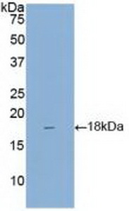 Polyclonal Antibody to Regenerating Islet Derived Protein 3 Gamma (REG3g)