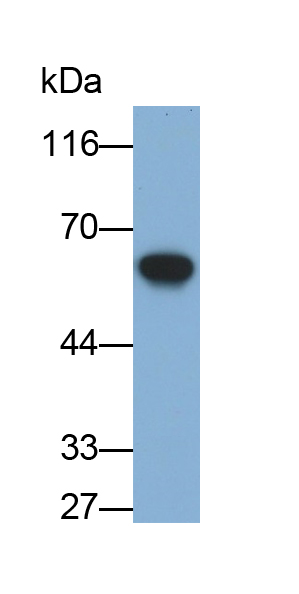 Polyclonal Antibody to Karyopherin Alpha 1 (KPNa1)