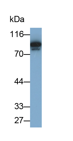 Polyclonal Antibody to Karyopherin Beta (KPNb1)