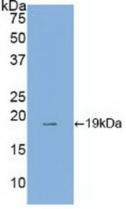 Polyclonal Antibody to Annexin A4 (ANXA4)