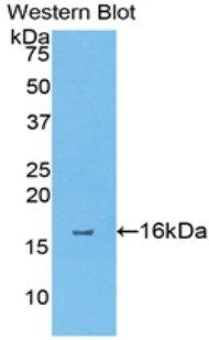 Polyclonal Antibody to Annexin A4 (ANXA4)