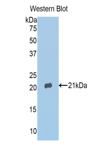 Polyclonal Antibody to Annexin A4 (ANXA4)