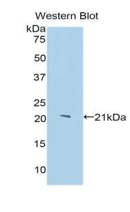 Polyclonal Antibody to Annexin A1 (ANXA1)