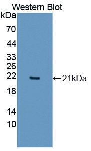 Polyclonal Antibody to Interleukin 1 Epsilon (IL1e)