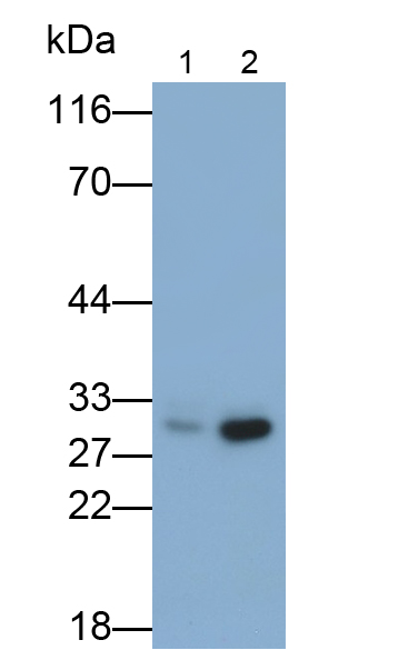 Polyclonal Antibody to Eukaryotic Translation Initiation Factor 4H (EIF4H)