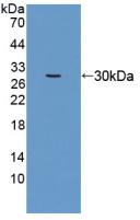 Polyclonal Antibody to Eukaryotic Translation Elongation Factor 1 Alpha 1 (EEF1a1)