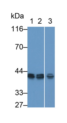 Polyclonal Antibody to Eukaryotic Translation Elongation Factor 1 Delta (EEF1d)