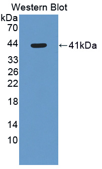 PAF183Ra01.jpg
